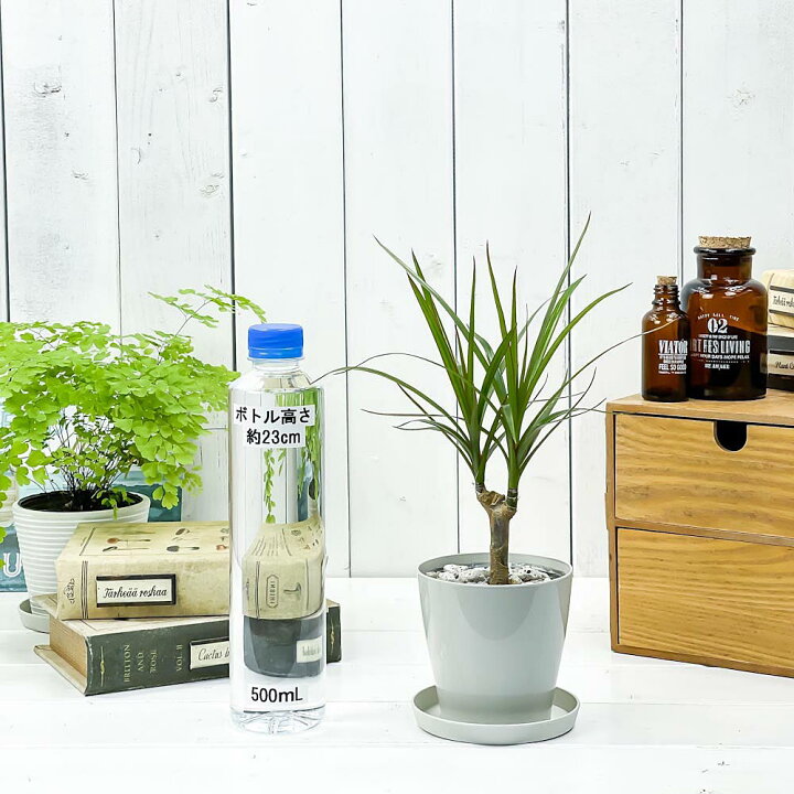 楽天市場 観葉植物 ドラセナ マルギナータ 3 5号鉢 受け皿付き 育て方説明書付き Dracaena Marginata 真実の木 マジナータ コンシンネ コンシナ プランチュ 楽天市場店