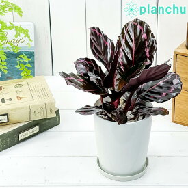 観葉植物 カラテア ドッティ 4号鉢 受け皿付き 育て方説明書付き Calathea roseopicta ‘Dottie’