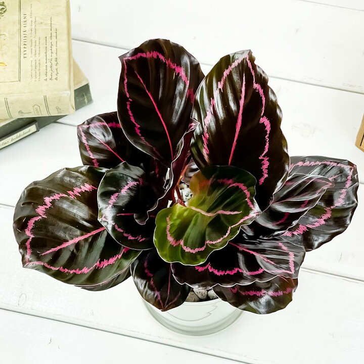 楽天市場 観葉植物 カラテア ドッティ 4号鉢 受け皿付き 育て方説明書付き Calathea Roseopicta Dottie 希少 レア 珍しい プランチュ 楽天市場店