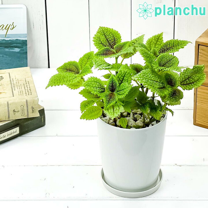 楽天市場 観葉植物 ピレア ムーンバレー 4号鉢 受け皿付き 育て方説明書付き Pilea Mollis Moon Valley 希少 レア 珍しい プランチュ 楽天市場店 楽天市場 観葉植物 ピレア ムーンバレー 4号鉢 受け皿付き 育て方説明書付き Pilea Mollis Moon Valley 希少 レア 珍しい プランチュ 楽天市場店