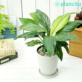 観葉植物 スパティフィラム いせ姫 4号鉢 受け皿付き 育て方説明書付き Spathiphyllum cv. 斑入り イセヒメ アロイド