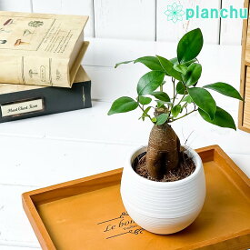 観葉植物 ガジュマル 3号丸鉢 受け皿付き 育て方説明書付き Ficus microcarpa フィカス ミクロカルパ