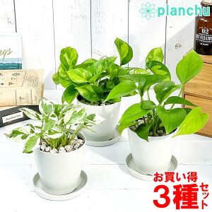 観葉植物 エンジョイ ポトスの人気商品 通販 価格比較 価格 Com