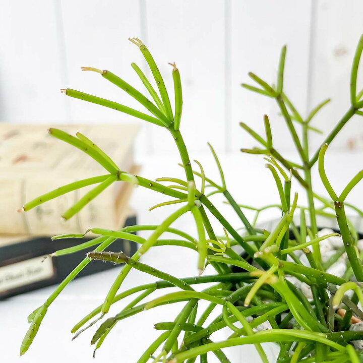 楽天市場 森林サボテン リプサリス カスッサ 3 5号鉢 受け皿付き 育て方説明書付き Rhipsalis Cassutha 観葉植物 希少 レア 珍しい プランチュ 楽天市場店