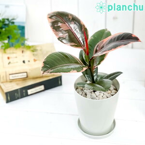 観葉植物 インドゴム Diy 工具の人気商品 通販 価格比較 価格 Com