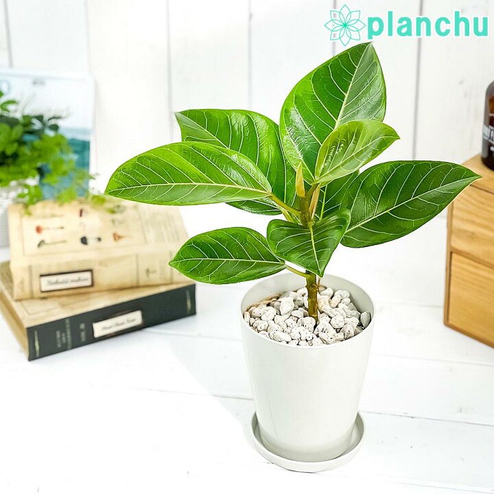 楽天市場 観葉植物 フィカス アルテシマ 斑入り 4号鉢 受け皿付き 育て方説明書付き Ficus Altissima Variegata ゴムノキ プランチュ 楽天市場店