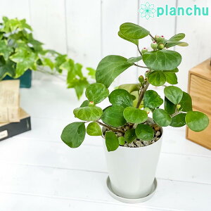 観葉植物 ゴムの木 4号 Diy 工具の人気商品 通販 価格比較 価格 Com