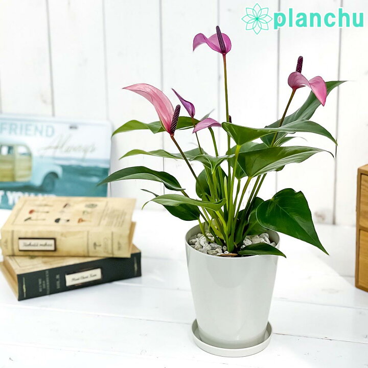 楽天市場 観葉植物 アンスリウム ジゾウ 4号鉢 受け皿付き 育て方説明書付き Anthurium Zizou アンスリューム 鉢花 紫 ジゾー プランチュ 楽天市場店