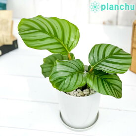 観葉植物 カラテア オルビフォリア 4号鉢 受け皿付き 育て方説明書付き Calathea orbifolia