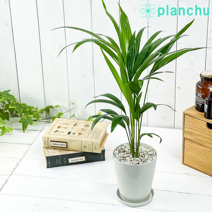 楽天市場 観葉植物 アレカヤシ 4号鉢 受け皿付き 育て方説明書付き Dypsis Lutescens ディプシス ヤシ コガネタケヤシ ヤマドリヤシ プランチュ 楽天市場店 楽天市場 観葉植物 アレカヤシ 4号鉢 受け皿付き 育て方説明書付き Dypsis Lutescens ディプシス ヤシ コガネタケヤシ ヤマドリヤシ プランチュ 楽天市場店