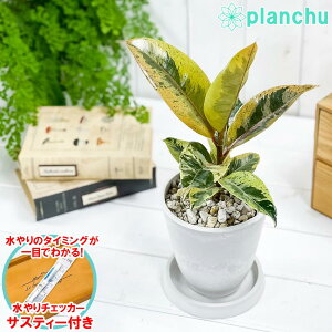 観葉植物 4号 フィカスの人気商品 通販 価格比較 価格 Com