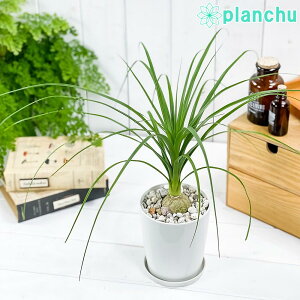 観葉植物 ポニーテール 観葉植物の人気商品 通販 価格比較 価格 Com