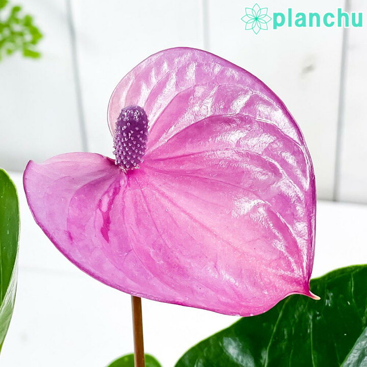 楽天市場 観葉植物 アンスリウム カバリ 4号鉢 受け皿付き 育て方説明書付き Anthurium Cavalli アンスリューム 鉢花 紫 希少 レア 珍しい プランチュ 楽天市場店