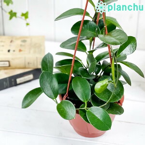 吊り鉢 観葉植物の人気商品 通販 価格比較 価格 Com