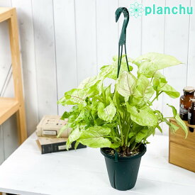 観葉植物 シンゴニウム ゴールデンアリュージョン 5号吊り鉢 育て方説明書付き Syngonium podophyllum ‘Golden Allusion’ アロイド