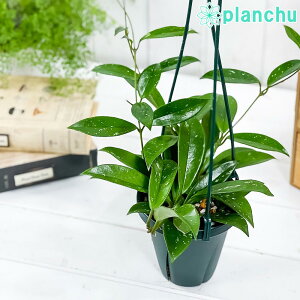 観葉植物 サクラランの人気商品 通販 価格比較 価格 Com