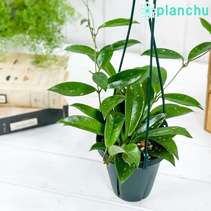 楽天市場 観葉植物 ホヤ プビカリクス シルバーピンク 4号吊り鉢 育て方説明書付き Hoya Pubicalyx Silver Pink ガガイモ サクララン 桜蘭 希少 レア 珍しい プランチュ 楽天市場店