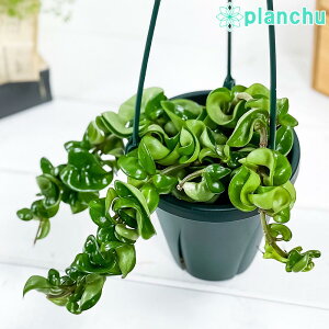 観葉植物 ホヤ 観葉植物の人気商品 通販 価格比較 価格 Com