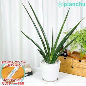 観葉植物 サンセベリア カタナ 7号樹脂鉢 ホワイト サスティー付き 受け皿付き 育て方説明書付き Sansevieria ‘Katana’ サンスベリア