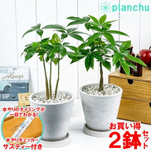 ϗtA pL lWXg[g 2Zbg 5 zCg TXeB[t 󂯎Mt ĕt Pachira glabra  