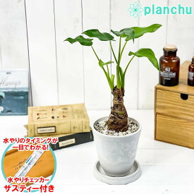 観葉植物 アロカシア シマクワズイモ 4号樹脂鉢 ホワイト サスティー付き 受け皿付き 育て方説明書付き Alocasia cucullata アロイド