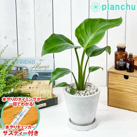 観葉植物 ストレリチア オーガスタ 5号樹脂鉢 ホワイト サスティー付き 受け皿付き 育て方説明書付き Strelitzia nicolai ニコライ 楽園の白い鳥 極楽鳥花