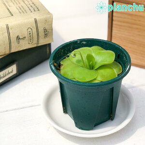 観葉植物 ムシトリスミレの通販 価格比較 価格 Com