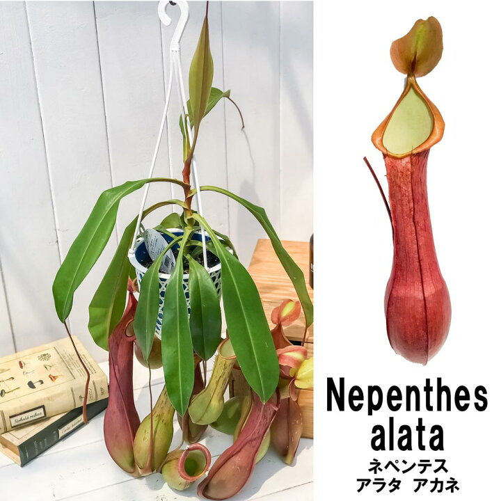 楽天市場 食虫植物 ウツボカズラ ネペンテス アラタ アカネ 5号吊り鉢 Nepenthes Alata 育て方説明書付き 狂氣令嬢 茜 アラータ プランチュ 楽天市場店