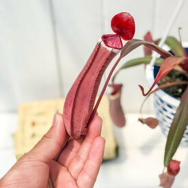 食虫植物 ネペンテス アルボマルギナータ 4号吊り鉢 育て方説明書付き Nepenthes albomarginata ウツボカズラ