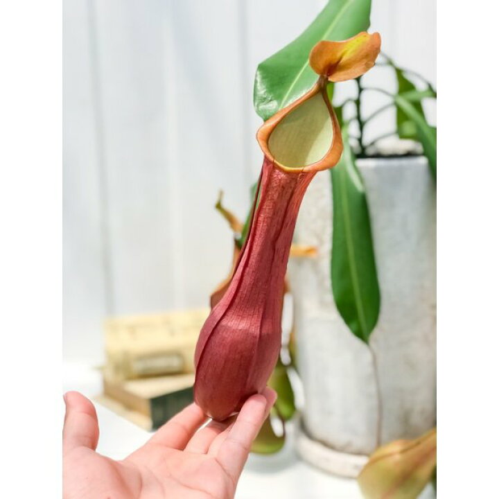 楽天市場 食虫植物 ウツボカズラ ネペンテス アラタ アカネ 陶器鉢植え 受け皿付き 育て方説明書付き アラータ プランチュ 楽天市場店