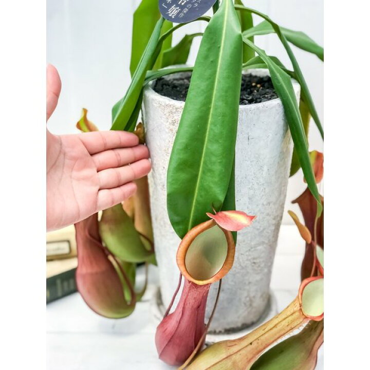 楽天市場 食虫植物 ウツボカズラ ネペンテス アラタ アカネ 陶器鉢植え 受け皿付き 育て方説明書付き アラータ プランチュ 楽天市場店