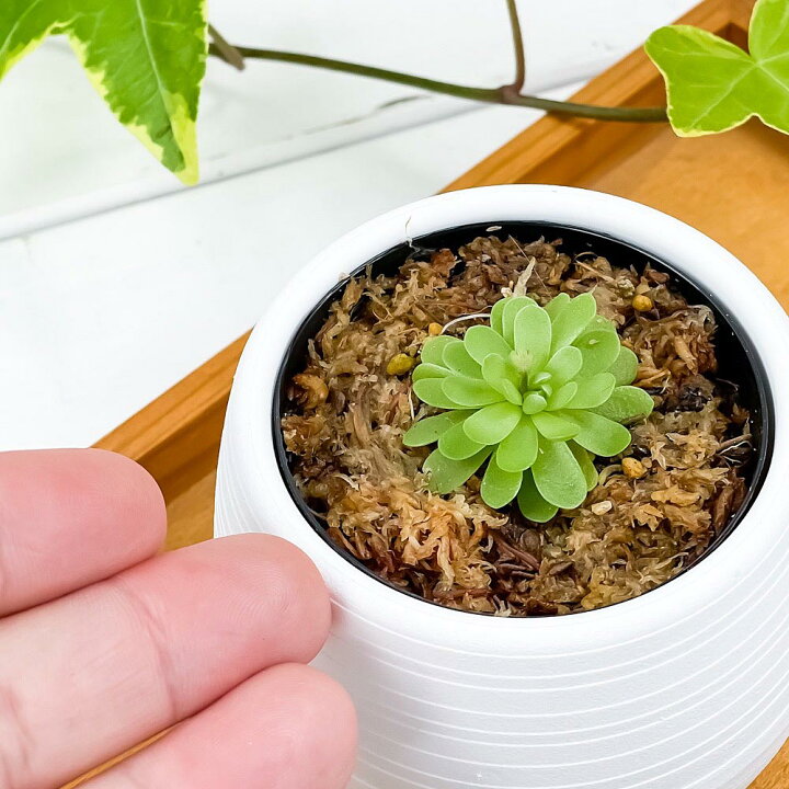 楽天市場 食虫植物 ムシトリスミレ ピンギキュラ エセリアナ 3号丸鉢 受け皿付き 育て方説明書付き Pinguicula Esseriana ヒメアシナガムシトリスミレ プランチュ 楽天市場店