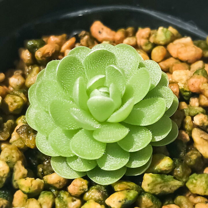 楽天市場 食虫植物 ムシトリスミレ ピンギキュラ エセリアナ 3号丸鉢 受け皿付き 育て方説明書付き Pinguicula Esseriana ヒメアシナガムシトリスミレ プランチュ 楽天市場店