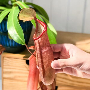 観葉植物 食虫植物 ウツボカズラの人気商品 通販 価格比較 価格 Com 観葉植物 食虫植物 ウツボカズラの人気商品 通販 価格比較 価格 Com