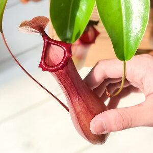 観葉植物 食虫植物 ウツボカズラの人気商品 通販 価格比較 価格 Com