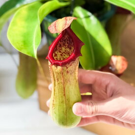 食虫植物 ネペンテス ベントリコーサ レッド × トランカータ 5号吊り鉢 育て方説明書付き Nepenthes ventricosa × truncata ウツボカズラ