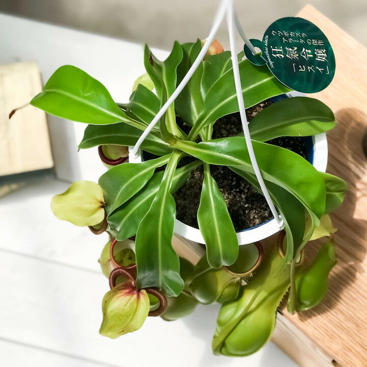 楽天市場 食虫植物 ウツボカズラ ネペンテス アラタ ヒスイ 5号吊り鉢 育て方説明書付き Nepenthes Alata Var Boshiana 狂氣令嬢 翡翠 アラータ レア 珍しい プランチュ 楽天市場店