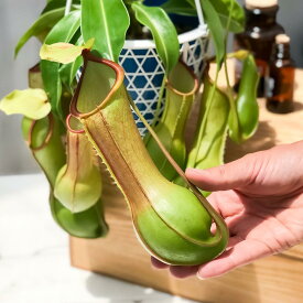 楽天市場 ネペンテス アラタの通販