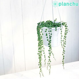 楽天市場 グリーンネックレス 観葉植物 花 観葉植物 花 ガーデン Diyの通販