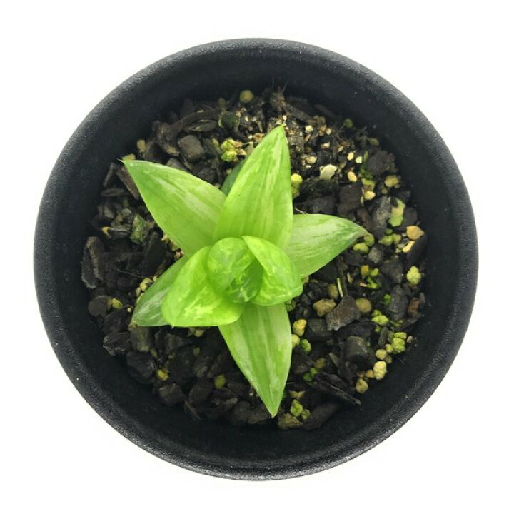 楽天市場 多肉植物 ハオルチア 京の華錦 2 5号鉢 ハオルシア Haworthia Cymbiformis Var Angustana F Variegata プランチュ 楽天市場店