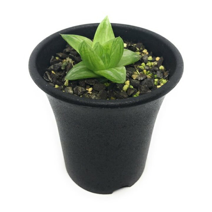 楽天市場 多肉植物 ハオルチア 京の華錦 2 5号鉢 ハオルシア Haworthia Cymbiformis Var Angustana F Variegata プランチュ 楽天市場店 楽天市場 多肉植物 ハオルチア 京の華錦 2 5号鉢 ハオルシア Haworthia Cymbiformis Var Angustana F Variegata プランチュ 楽天市場店