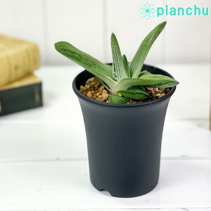 観葉植物 ガステリアの人気商品 通販 価格比較 価格 Com