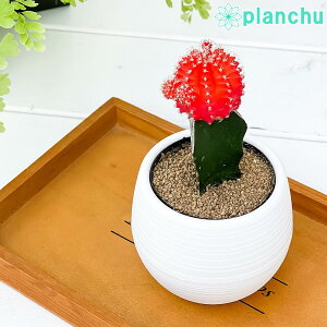 観葉植物 サボテン 育て方 観葉植物の人気商品 通販 価格比較 価格 Com