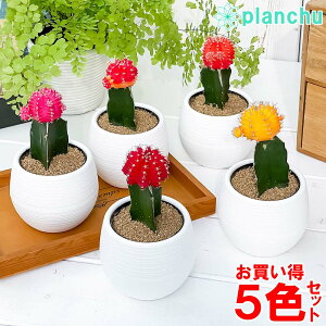 観葉植物 サボテン 育て方 観葉植物の人気商品 通販 価格比較 価格 Com