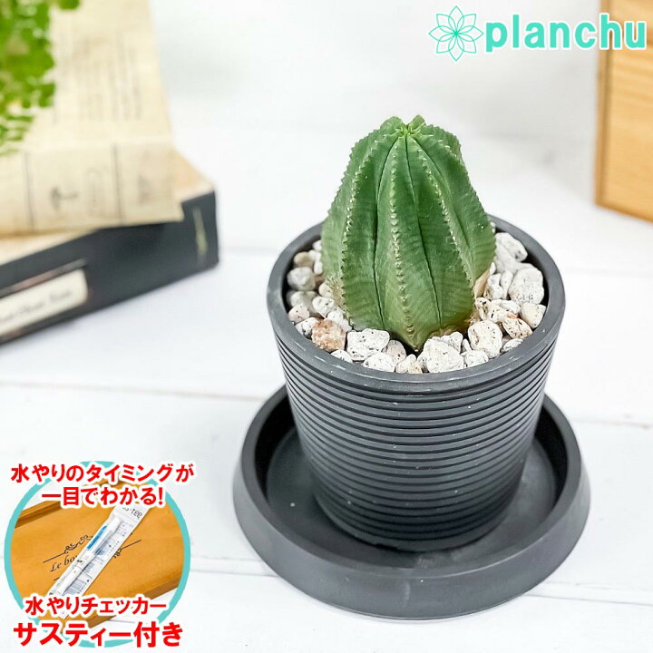 楽天市場 多肉植物 ユーフォルビア カメレオンヘルメット 3 5号樹脂鉢 ダークグレー サスティー付き 受け皿付き 育て方説明書付き Euphorbia Cv プランチュ 楽天市場店