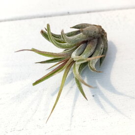 楽天市場 エアープランツ コルビーの通販