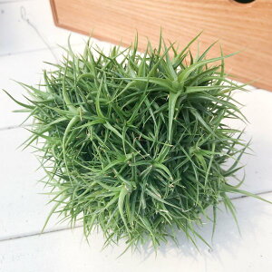 エアープランツ クランプの人気商品 通販 価格比較 価格 Com