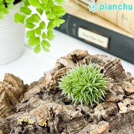 楽天市場 エアープランツ プランチュ 楽天市場店