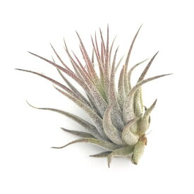 メール便発送 エアプランツ ティランジア イオナンタ SSサイズ 1株 育て方説明書付き Tillandsia ionantha エアープランツ チランジア