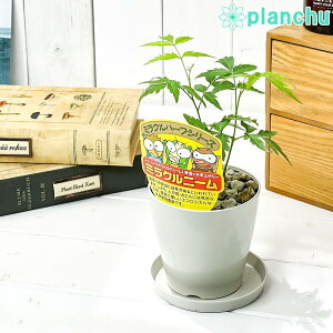 農業資材 ガーデニング用品 ミラクルニームの人気商品 通販 価格比較 価格 Com